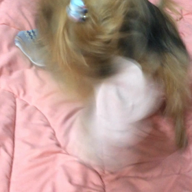 もんちゃんの画像