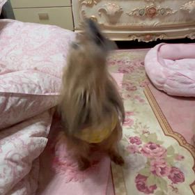 もんもんだよりの画像