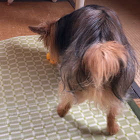 もんもんだよりの画像