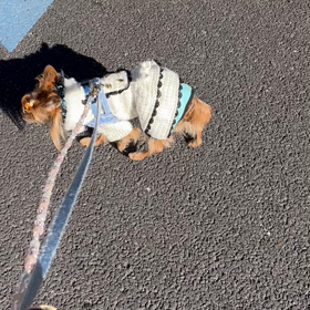 もんもんだよりの画像