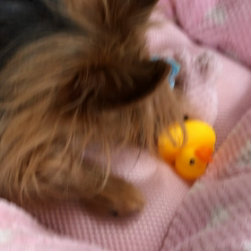 もんもんだよりの画像