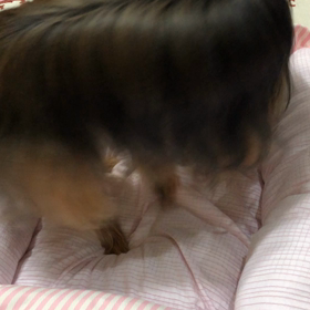もんもんだよりの画像