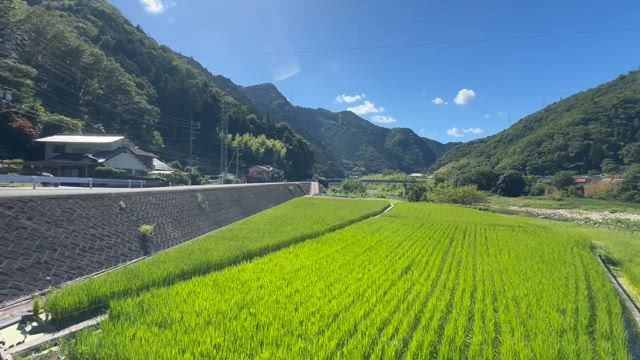 夏は食べる！の記事動画