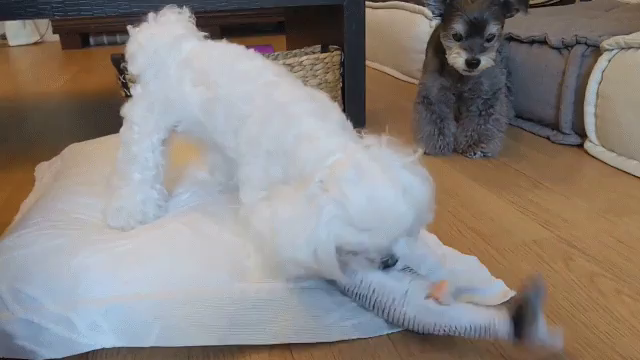 おりつのお気に入りの記事動画