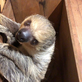 フタユビナマケモノ科フタユビナマケモノ属フタユビナマケモノにキュンの画像