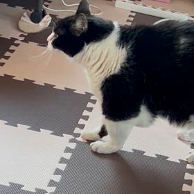 猫の日2025  風の独り言の画像