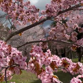 咲いた　咲いた　桜が咲いたの画像