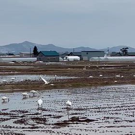 田んぼの白鳥の画像