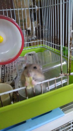 我が家のハムちゃんの記事動画
