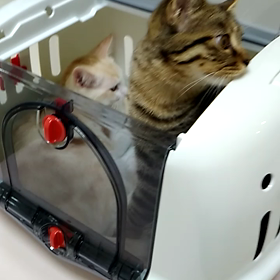 お医者さん　・・・　②の画像