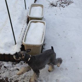 雪で遊ぶ犬の画像