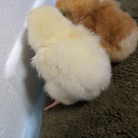 雛５の画像