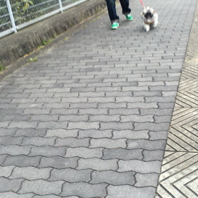 今日から 師走。。姉さんも 走る ☆~✴︎．の画像
