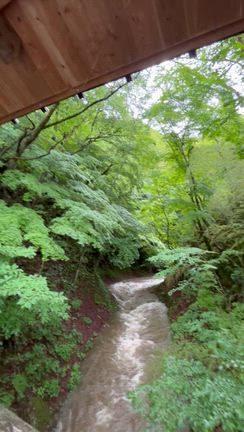 水と緑と神さまと～鹿が教えてくれた温泉③の記事動画