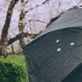 雨に散る桜の画像