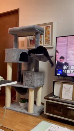 にゃんずへのプレゼントの記事動画
