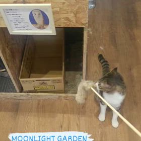 突如開催！猫じゃらしの遊 び方講座の画像