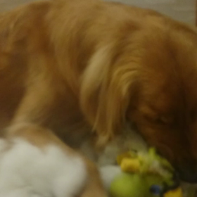 モア家に初雪？？の画像