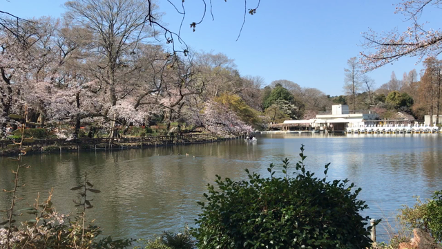井の頭公園の花見の記事動画