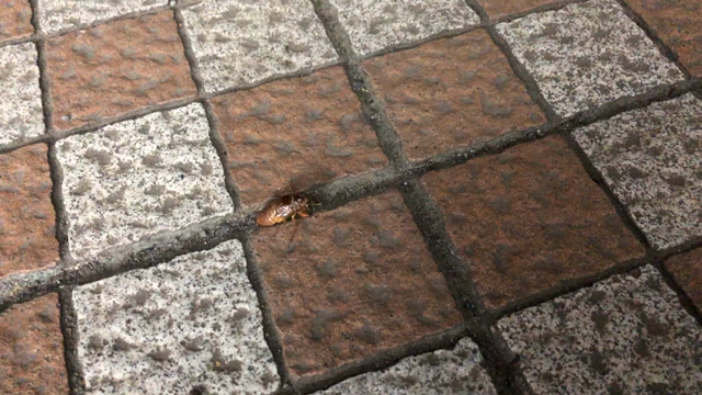 夏の赤ちゃんがいたよ。※セミの幼虫の写真ありますの記事動画