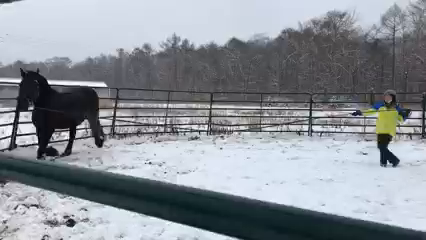 馬から学ぶリーダーシップ論の記事動画