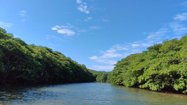 【2日目】西表島でジャングル探検＆水牛車に癒されるの記事動画