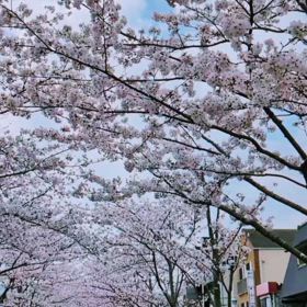 ❀桜と鎌倉・江の島七福神を巡るRUN❀①のサムネイル画像