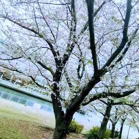 ㊗️ENTRANCE CEREMONY⁽⁽٩(๑˃̶͈̀ ᗨ ˂̶͈́)۶⁾⁾♡のサムネイル画像