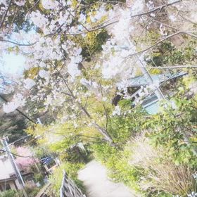 ❀桜と鎌倉・江の島七福神を巡るRUN❀②のサムネイル画像