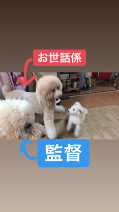 お試し保育の記事動画