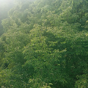 月は牡牛座・・・の画像