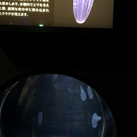 水槽！！の画像