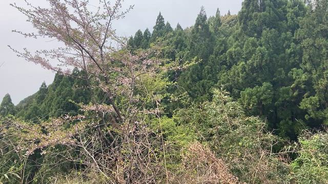 三山ひろしさん 692 春のふるさと！の記事動画