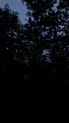 今日の目ん玉の記事動画