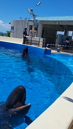 初の美ら海水族館(沖縄)☆の記事動画
