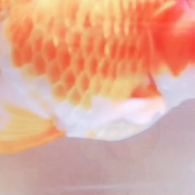 Goldfish Dance#カイちゃん #金魚 #金魚好きさんと繋がりたい #金...の画像