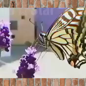 ラベンダーに吸蜜に来たナミアゲハ蝶(動画)の画像