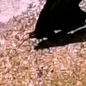 夢を叶える蝶々butterfly fairy#fairy #butterfly #...の画像