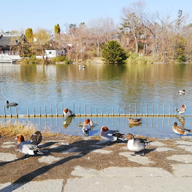 鳥の楽園（動画）の画像