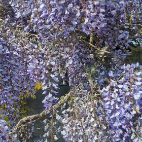フジの花の画像