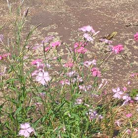 蝶よ花よとの画像