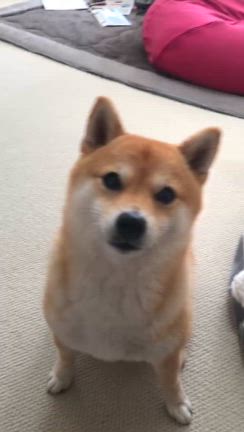 【犬モデル】柴犬まめちゃん！ファンの方からのプレゼント❣️の記事動画