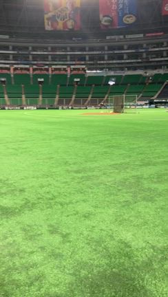 ソフトバンクホークス広告　トイプードル紋次郎ちゃんの記事動画