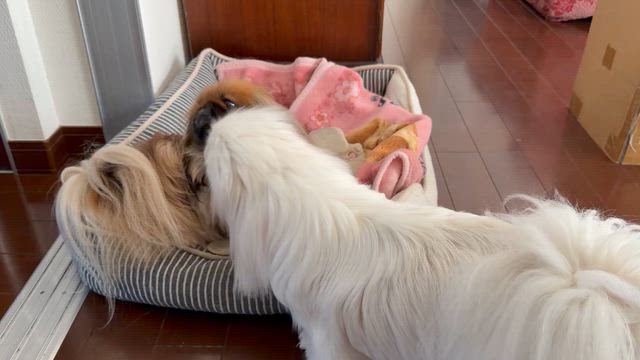 散歩する場所の記事動画