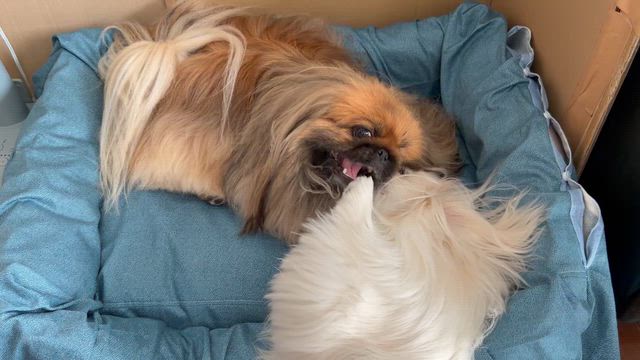 体を拭くシートの記事動画