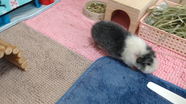 久しぶりの のんびりの記事動画