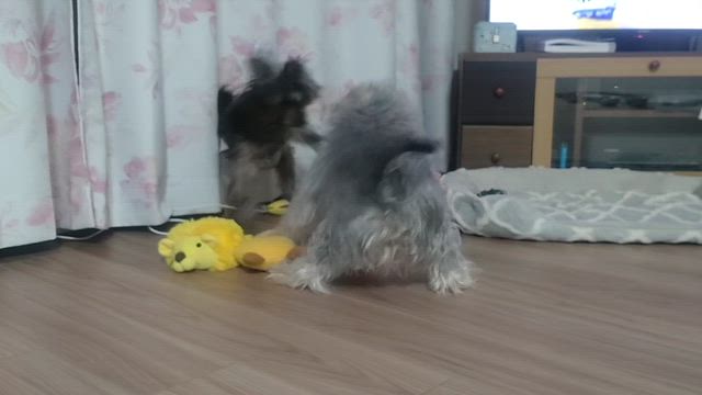 迷子になるお部屋の記事動画