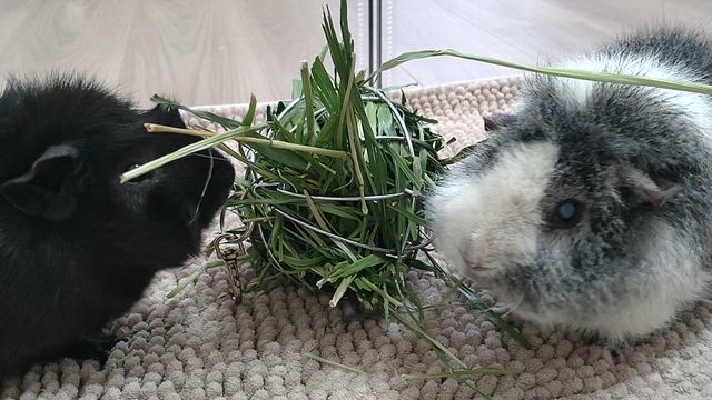 今朝の 小豆と蓬の記事動画