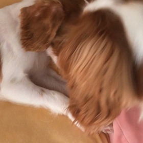 犬の画像