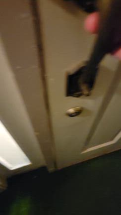保護犬のお出迎えの記事動画
